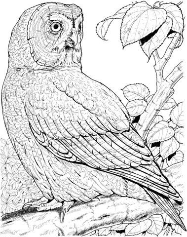 Great Grey Owl Coloring Page